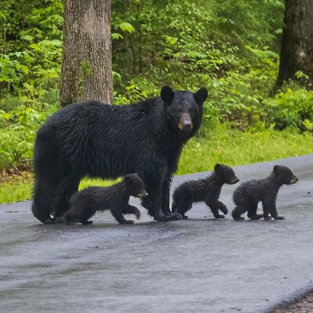 Lazy Bear Lodge, Hot Tub, Resort Pool, Wifi, 1089 Free Tickets Each Paid Day, Dollywood And More Gatlinburg Luaran gambar