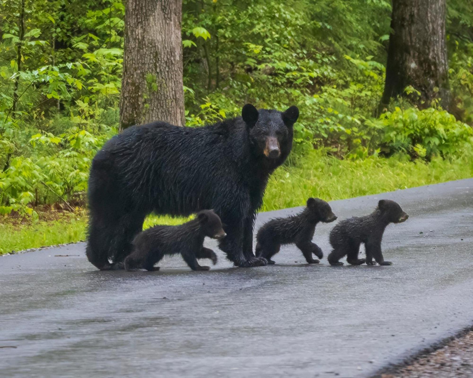 Lazy Bear Lodge, Hot Tub, Resort Pool, Wifi, 1089 Free Tickets Each Paid Day, Dollywood And More Gatlinburg Luaran gambar